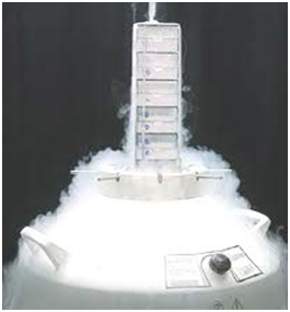 Liquid Nitrogen Storage of Cryovials Safety